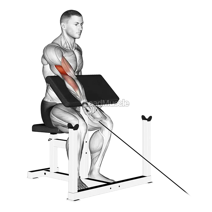 Cable One Arm Preacher Curl demonstration