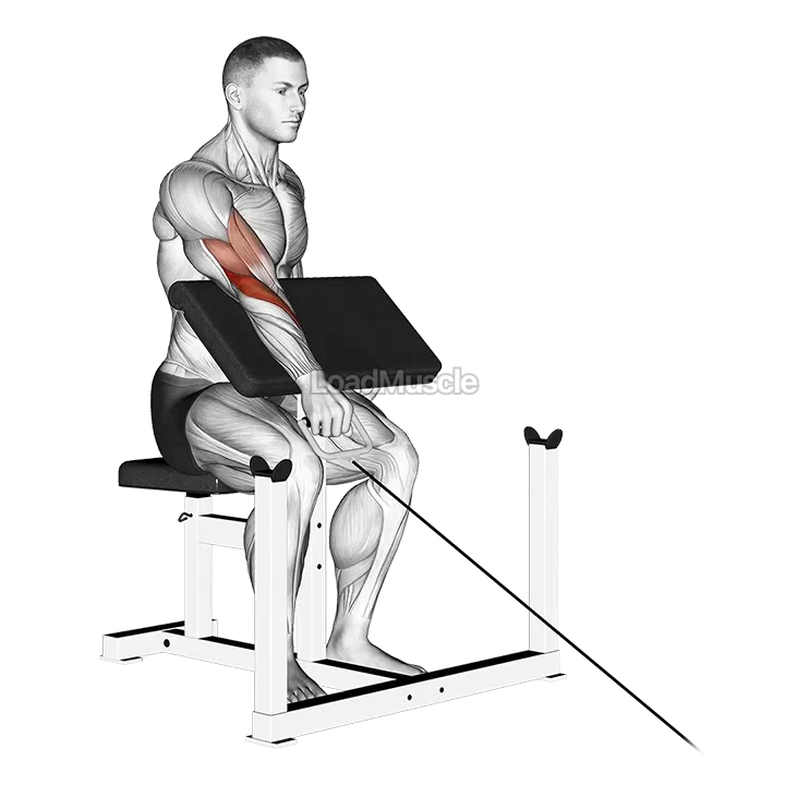 Cable One Arm Reverse Preacher Curl demonstration