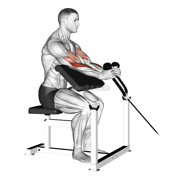 Cable Rope Hammer Preacher Curl demonstration