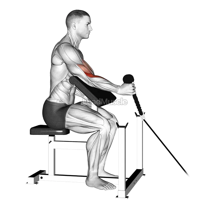 Cable Rope One Arm Hammer Preacher Curl demonstration