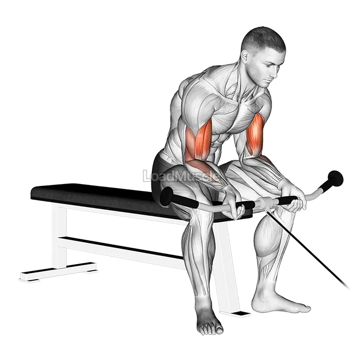 Cable Seated Curl demonstration