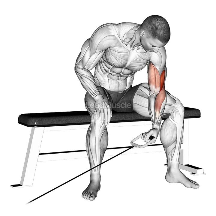 Cable Seated One Arm Concentration Curl demonstration