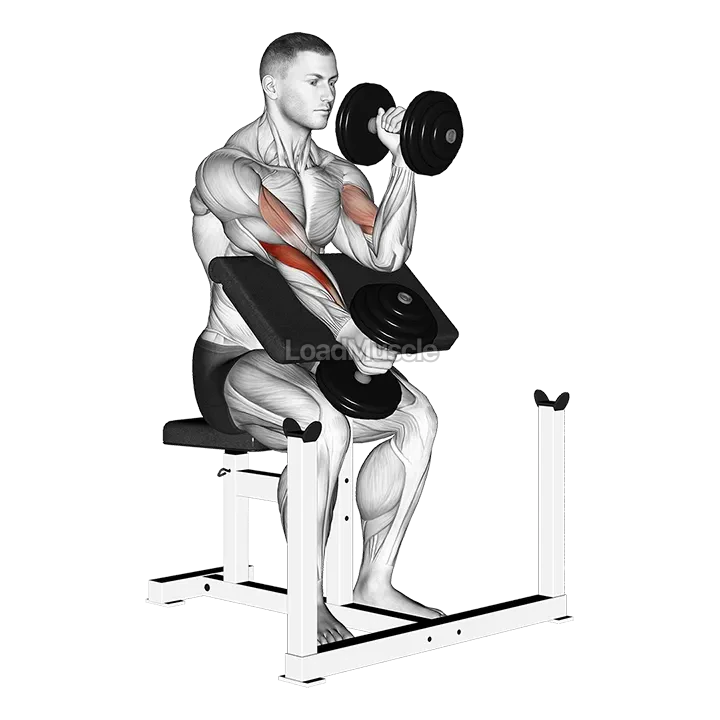 Dumbbell Alternate Hammer Preacher Curl demonstration