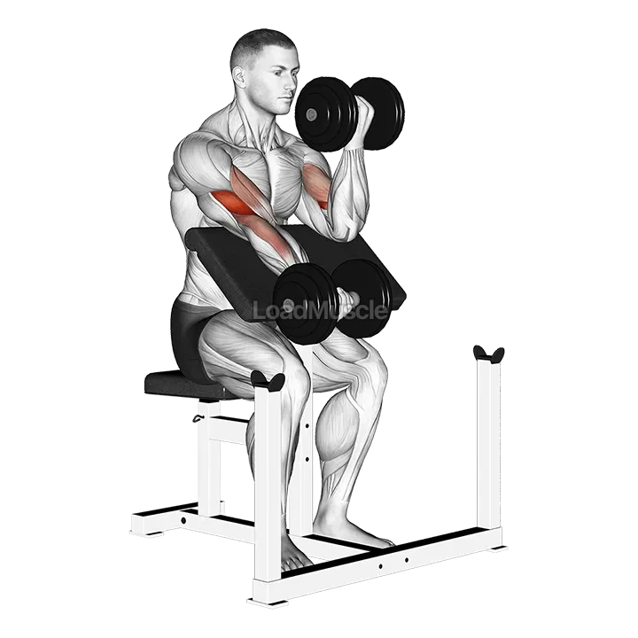 Dumbbell Alternate Preacher Curl demonstration