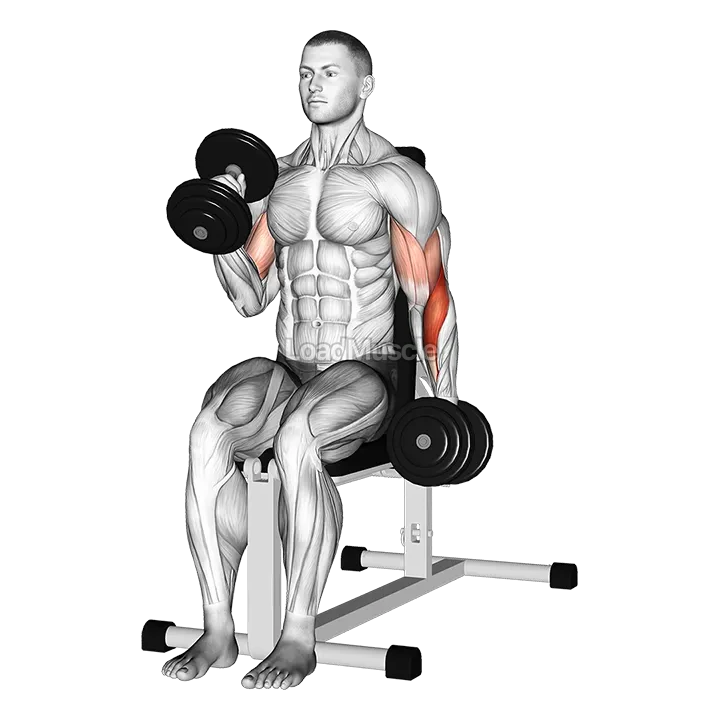 Dumbbell Alternate Seated Hammer Curl demonstration