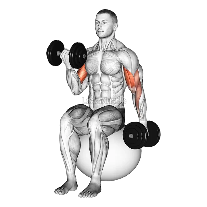 Dumbbell Alternating Seated Bicep Curl on Exercise Ball demonstration