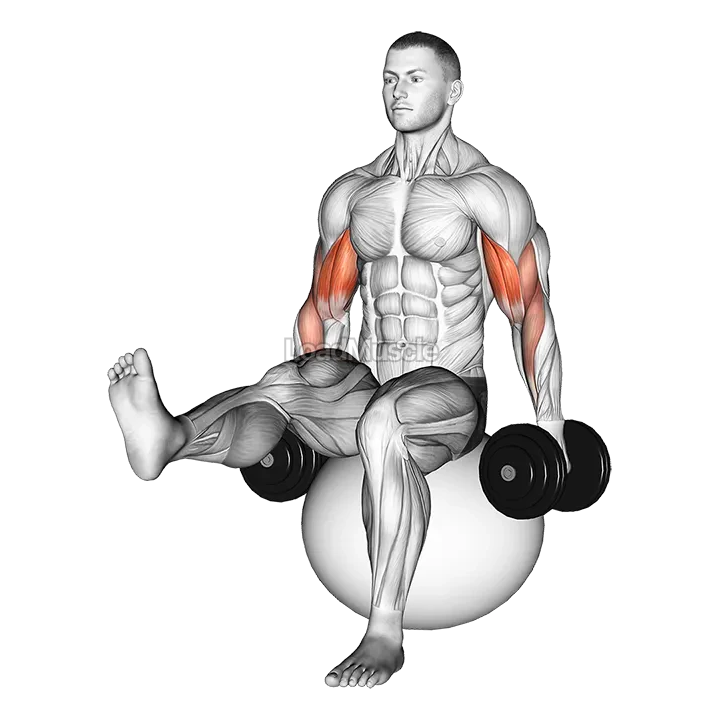 Dumbbell Bicep Curl on Exercise Ball with Leg Raised demonstration