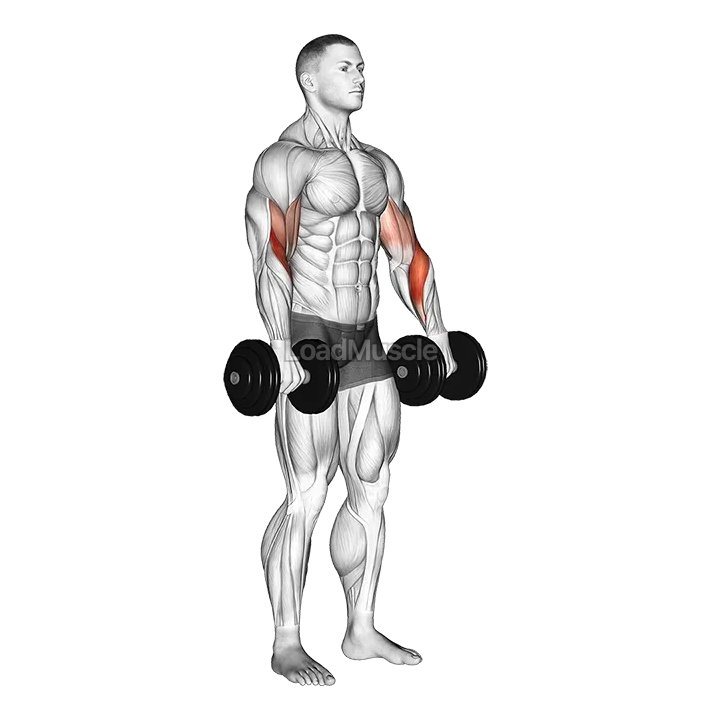 Dumbbell Biceps Curl Reverse demonstration