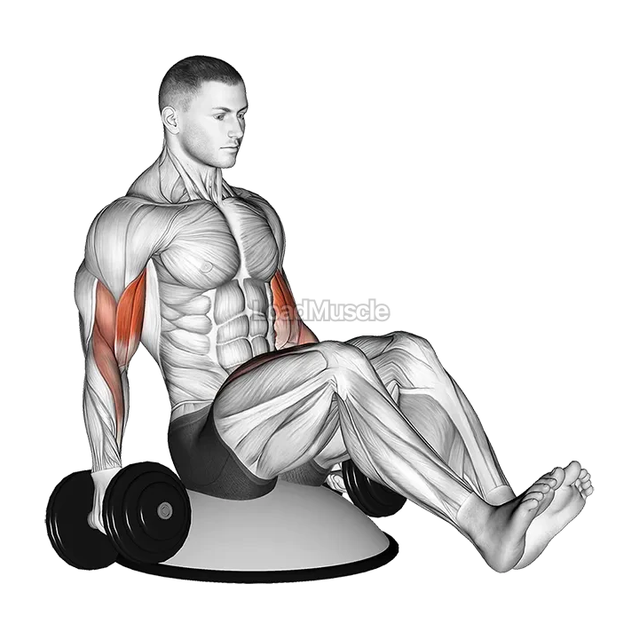 Dumbbell Biceps Curl V Sit on Bosu Ball demonstration