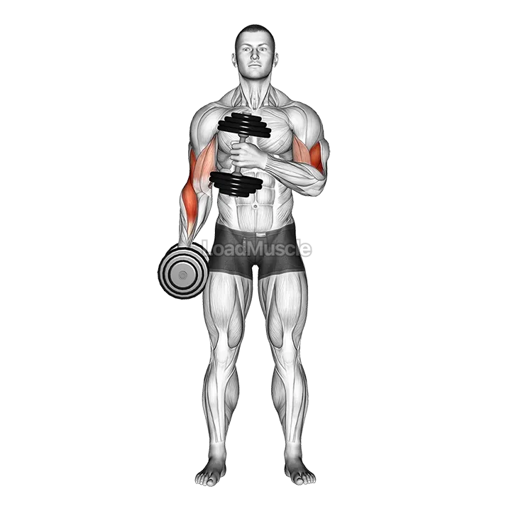 Dumbbell Cross Body Hammer Curl demonstration