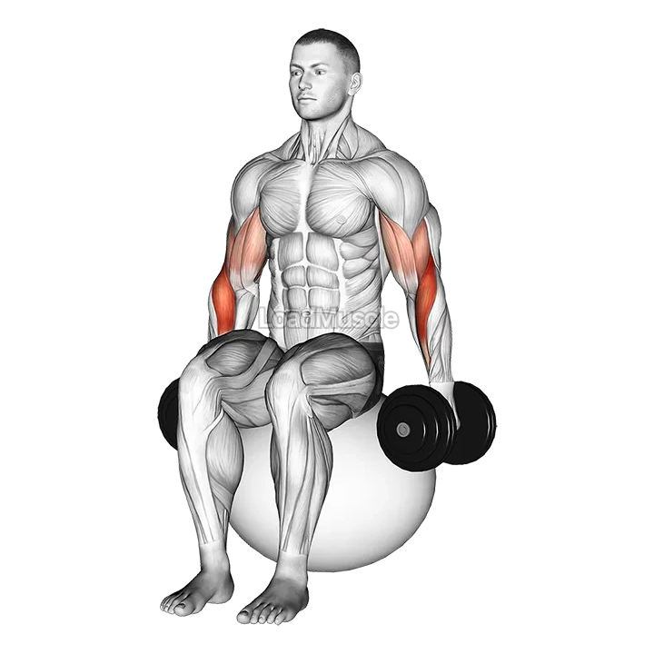 Dumbbell Hammer Curl on Exercise Ball demonstration