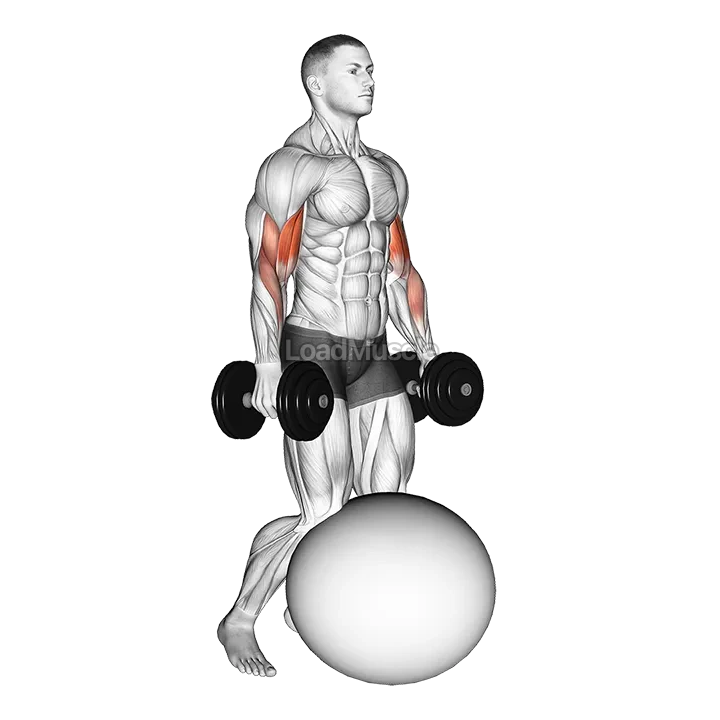 Dumbbell Kneeling Bicep Curl Exercise Ball demonstration