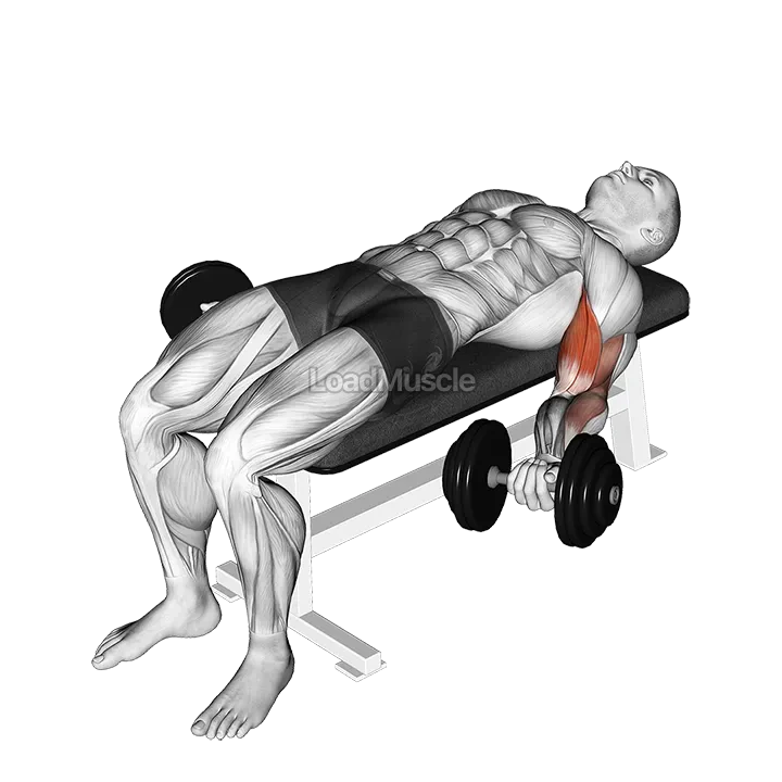 Dumbbell Lying Supine Biceps Curl demonstration