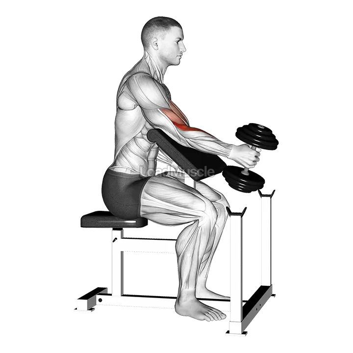 Dumbbell One Arm Hammer Preacher Curl demonstration