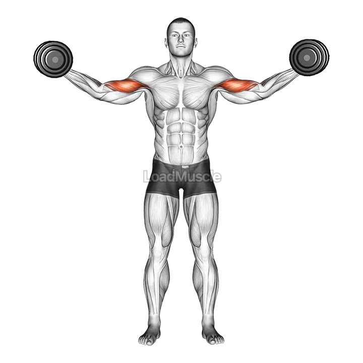Dumbbell High Curl demonstration