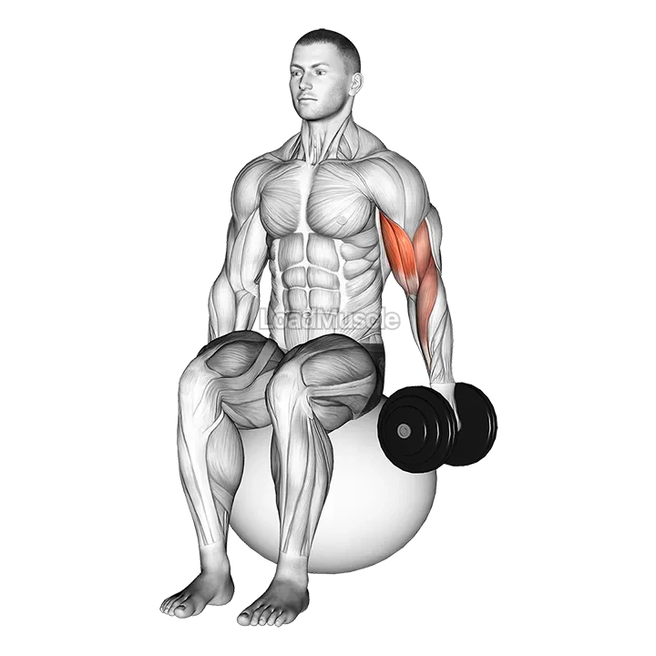 Dumbbell One Arm Seated Bicep Curl on Exercise Ball demonstration