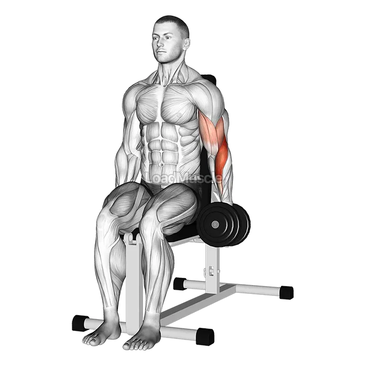 Dumbbell One Arm Seated Hammer Curl demonstration