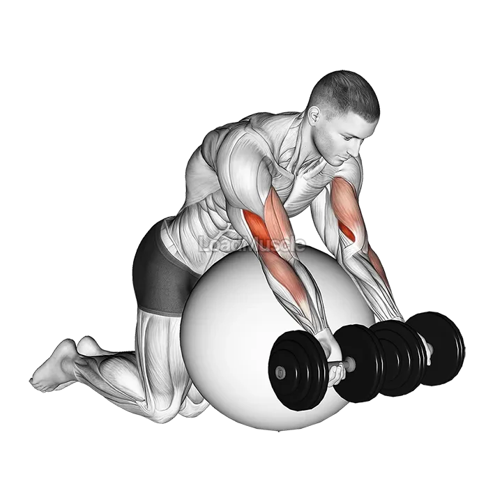 Dumbbell Preacher Curl over Exercise Ball demonstration