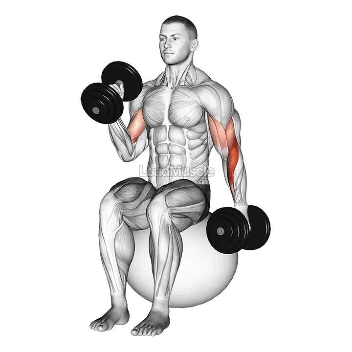 Dumbbell Seated Alternate Hammer Curl on Exercise Ball demonstration