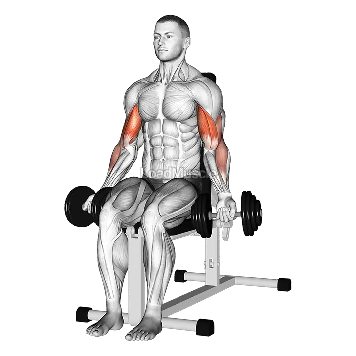 Dumbbell Seated Bicep Curl demonstration