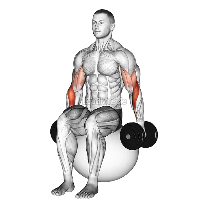 Dumbbell Two Arm Seated Hammer Curl on Exercise Ball demonstration