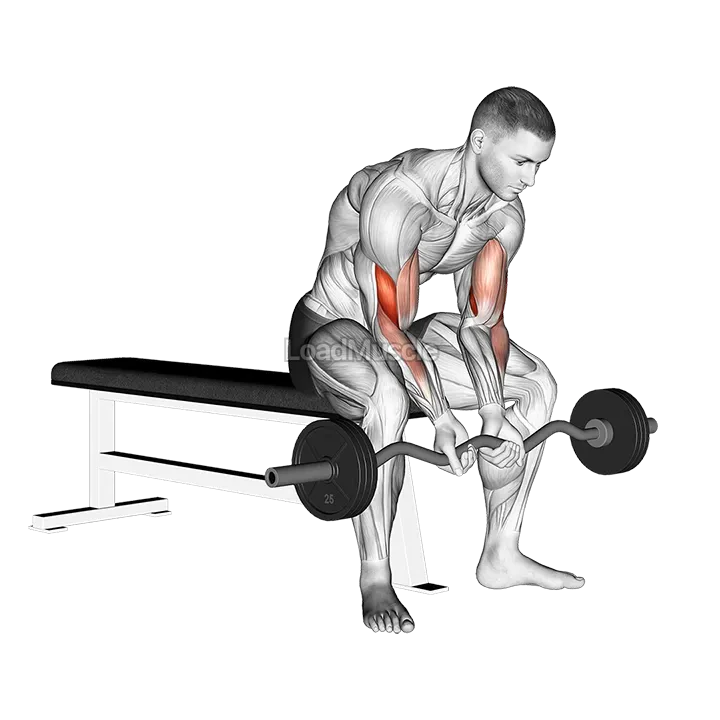 EZ Bar Seated Close Grip Concentration Curl demonstration