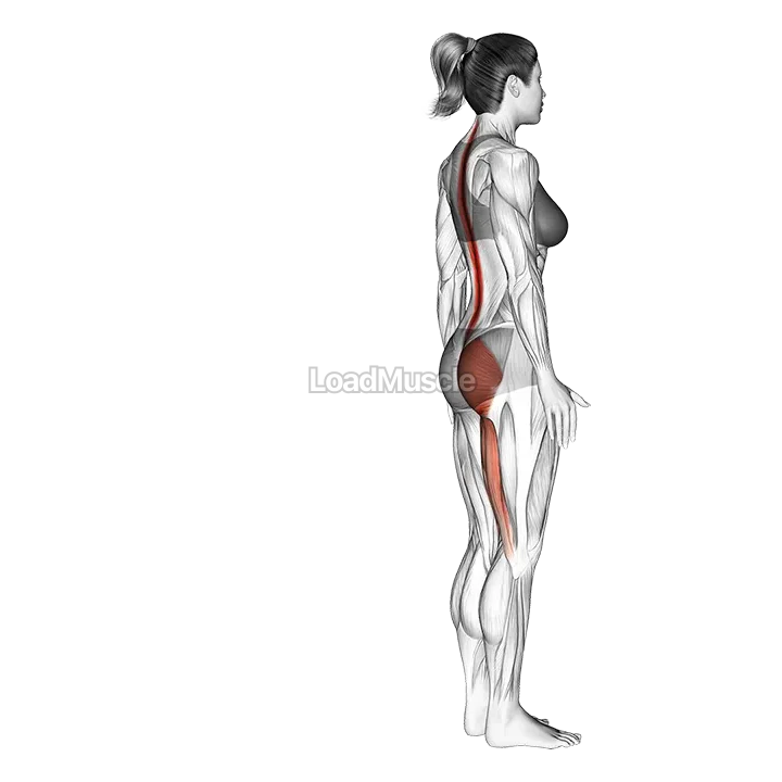 Single Leg Foot Touch demonstration