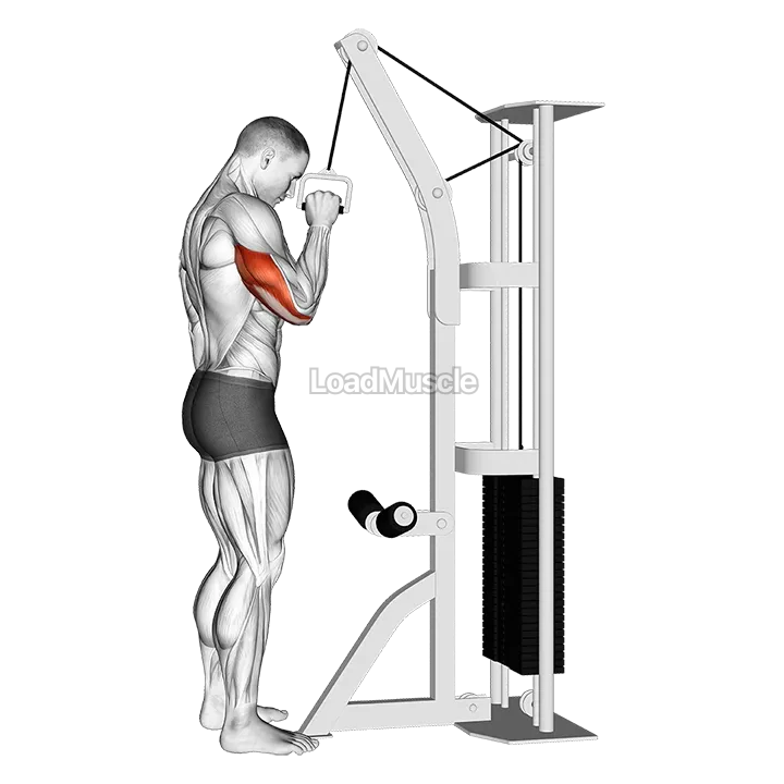 Cable One Arm Tricep Pushdown demonstration