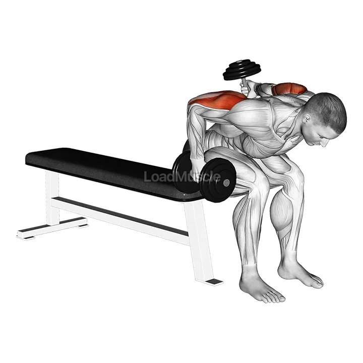 Dumbbell Seated Bent Over Alternate Kickback demonstration