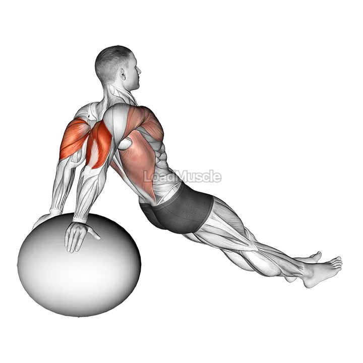 Exercise Ball Dip demonstration