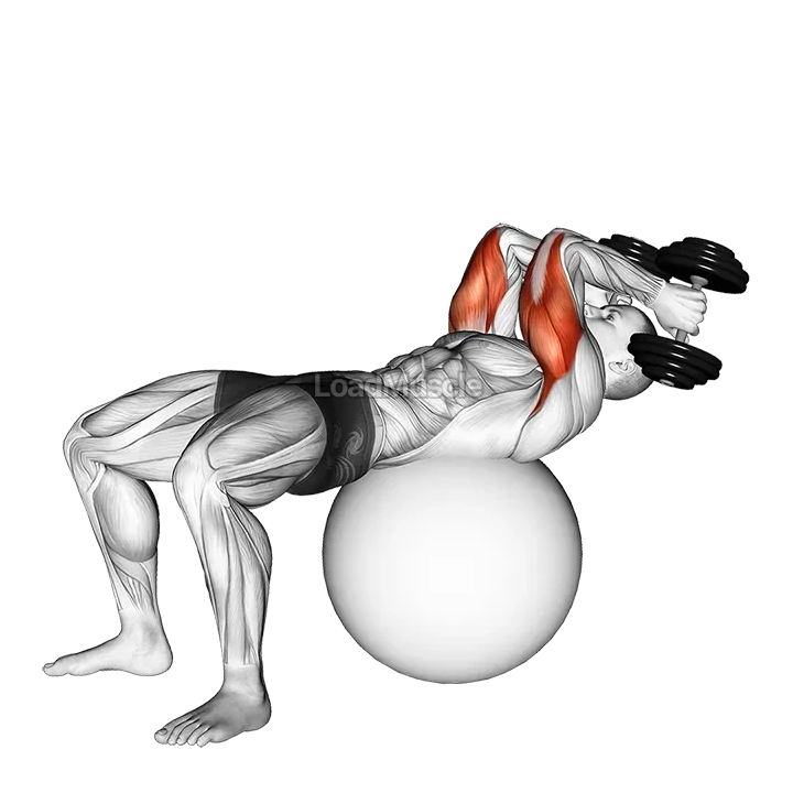 Exercise Ball Supine Triceps Extension demonstration