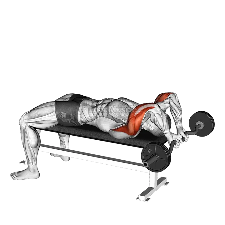 EZ Bar Lying Close Grip Triceps Extension Behind Head demonstration