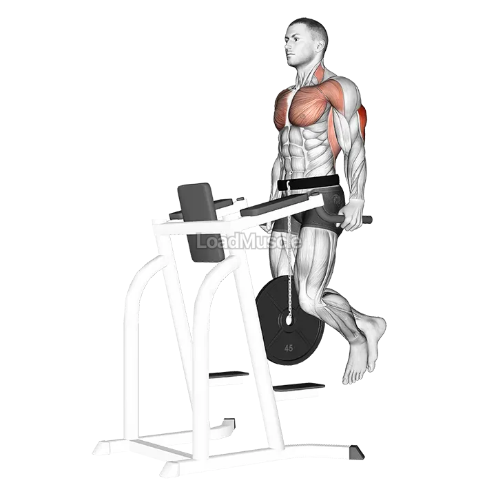 Weighted Tricep Dips demonstration