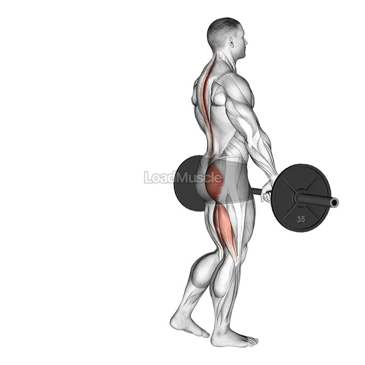 Barbell Single Leg Deadlift demonstration