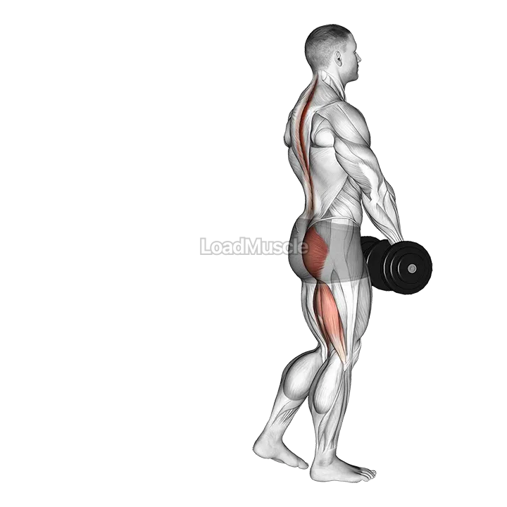 Dumbbell Single Leg Deadlift demonstration