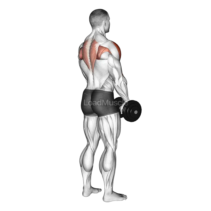 Dumbbell Upright Row (back POV) demonstration