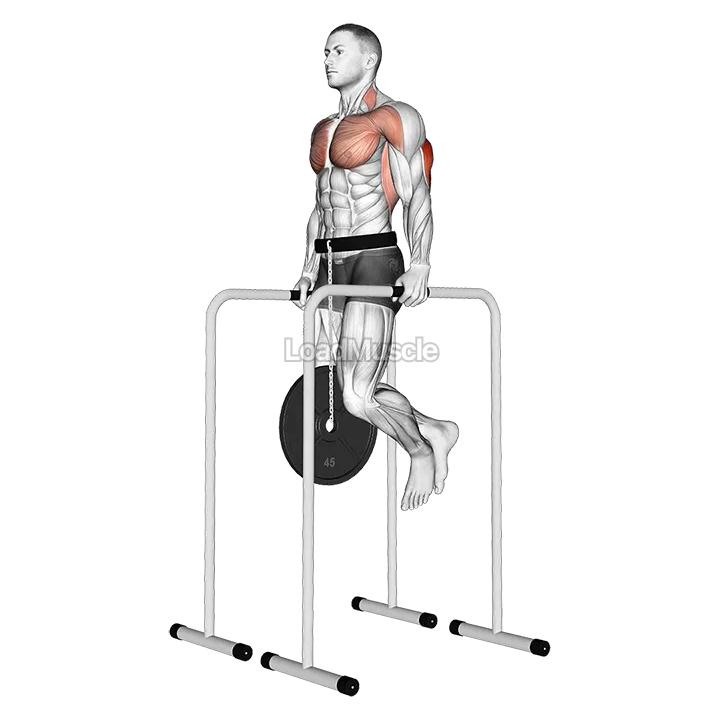 Weighted Triceps Dip on High Parallel Bars demonstration