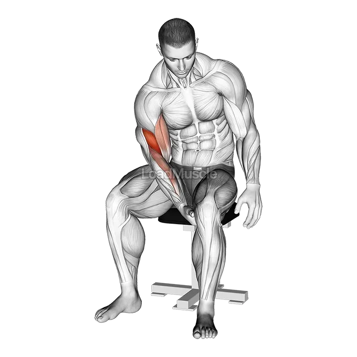 Biceps Leg Concentration Curl demonstration