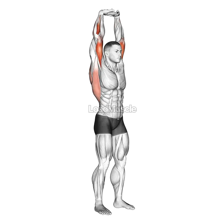 Extension Of Arms In Vertical Stretch demonstration
