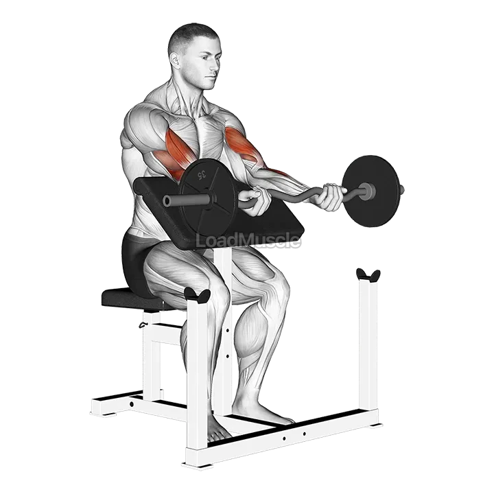 Ez Bar Preacher Arms Stretch demonstration