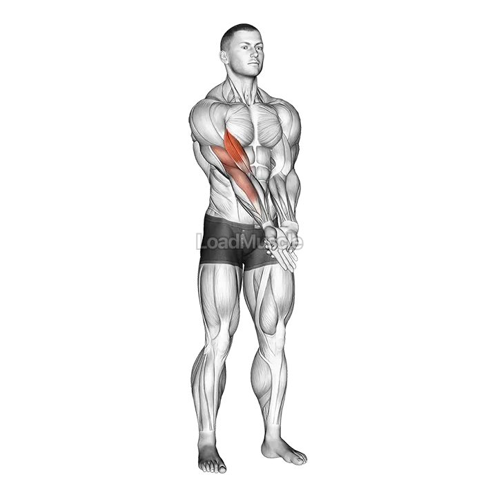 Elbow Extension And Supination - Pronation Forearm Stretch demonstration