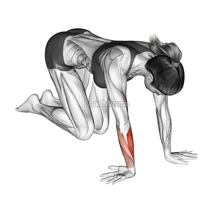 Wrist Ulnar Deviator And Extensor Stretch demonstration