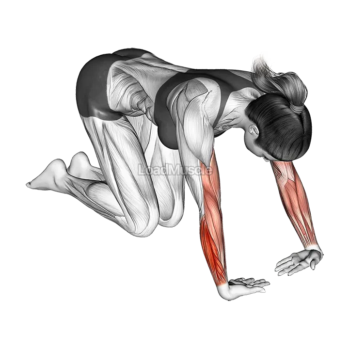 Wrist Radial Deviator And Extensor Stretch demonstration