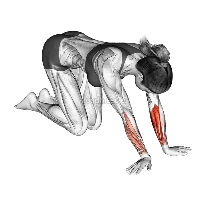 Wrist Radial Deviator And Flexor Stretch demonstration