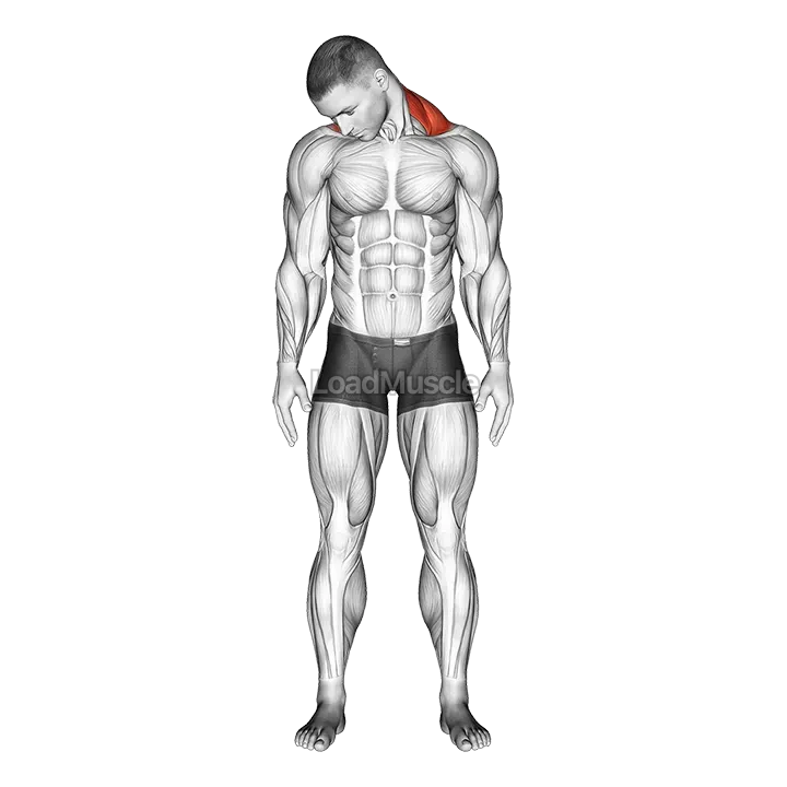 Diagonal Flexion Neck Stretch demonstration