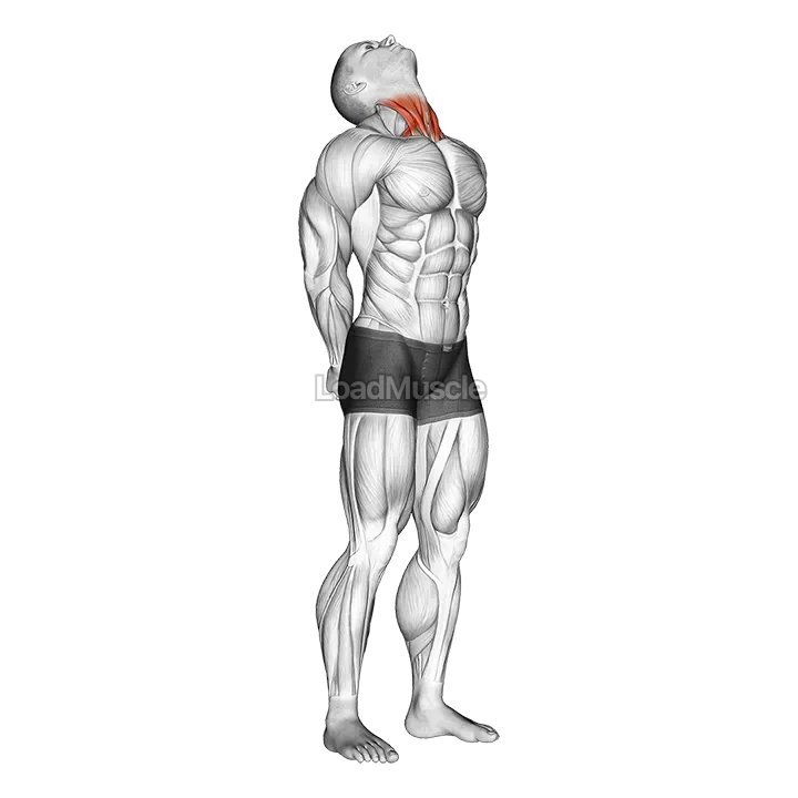 Neck Extension Stretch demonstration