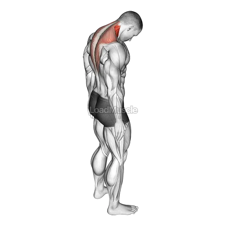 Forward Flexion Neck Stretch demonstration