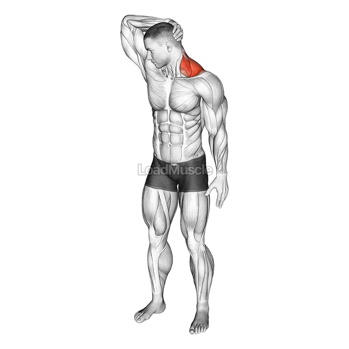 Neck Extensor And Rotational Stretch demonstration