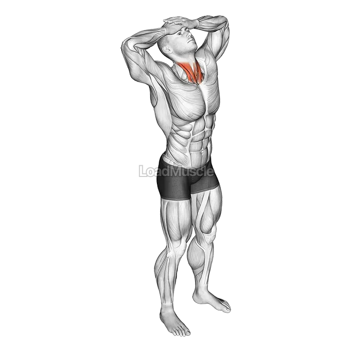 Neck Flexor Stretch demonstration