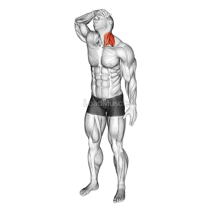 Neck Flexor And Rotational Stretch demonstration